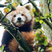 Red panda (1)
