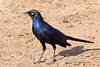 Ruppell's long tailed starling
