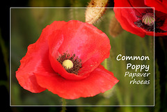 Common Poppy - Denton - Sussex - 15.6.2015