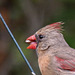 Northern Cardinal - Female with Pine Siskins
