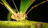 Den Weberknecht (Opiliones) in der Natur entdeckt :))  The harvestman (Opiliones) discovered in nature :))  Le moissonneur (Opiliones) découvert dans la nature :))