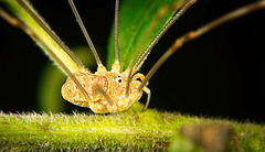 Den Weberknecht (Opiliones) in der Natur entdeckt :))  The harvestman (Opiliones) discovered in nature :))  Le moissonneur (Opiliones) découvert dans la nature :))