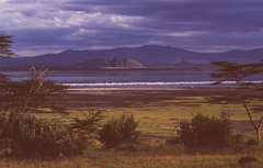 Flamingos on Lake Elmenteita