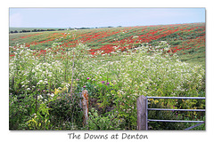 Cow parsley and Common Poppies near Denton - Sussex - 15.6.2015