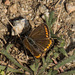 Brown Argus (Aricia agestis) DSB 1916