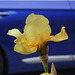Iris yellow - Car blue - East Blatchington - July 2021