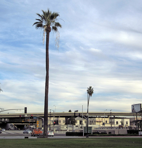 Oldest Palm Tree In Los Angeles (2670)