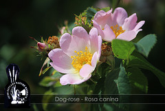 Dog-rose - Ouse Estuary Nature Reserve - Denton - Sussex - 15.6.2015