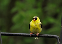 Goldfinch (Male0
