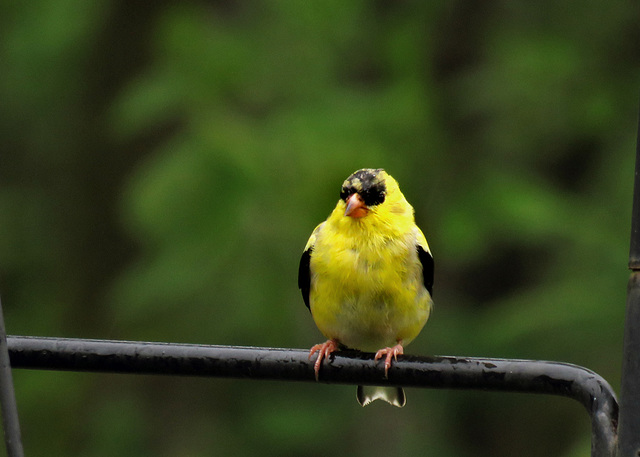 Goldfinch (Male0
