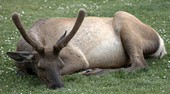 Male Elk in Yellowstone