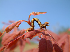 Raupe (Erannis defoliaria)