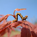 Raupe (Erannis defoliaria)