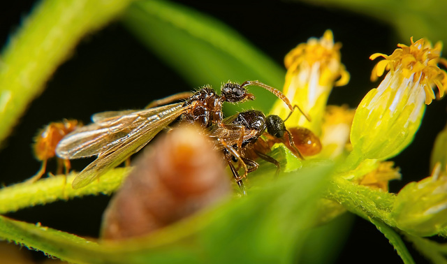 Eine fliegende Ameise hat eine Meinungsverschiedenheit mit einer normalen Ameise :))  A flying ant has a disagreement with a normal ant :))  Une fourmi volante a un désaccord avec une fourmi normale :