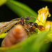 Eine fliegende Ameise hat eine Meinungsverschiedenheit mit einer normalen Ameise :))  A flying ant has a disagreement with a normal ant :))  Une fourmi volante a un désaccord avec une fourmi normale :))