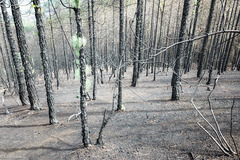 Incendio forestal 2023
