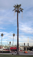 Oldest Palm Tree In Los Angeles (2671)