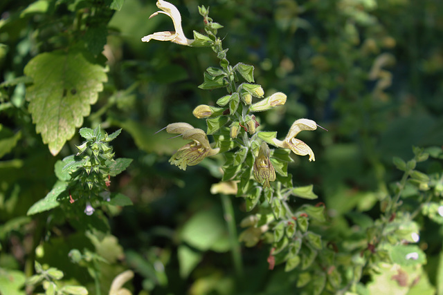 Salvia glutinosa (3)