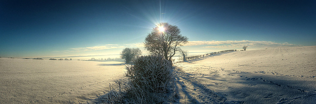 Winter Fields and Hedgerows Panorama, North Yorkshire