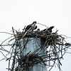Osprey building their nest