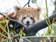 Red panda 1