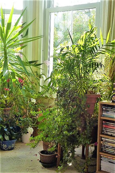 Plants in my lounge