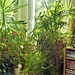 Plants in my lounge