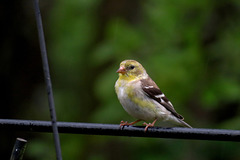 Goldfinch (Female)
