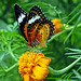 Cethosia,Lacewingbutterfly on Tagetes