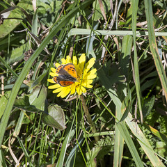 Small Copper at Trefrane Cliff Colliery
