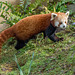 Red panda 2 (1)