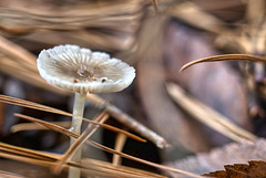 Little Mushroom among Pine Needles
