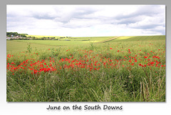June on the South Downs near Denton - Sussex - 15.6.2015