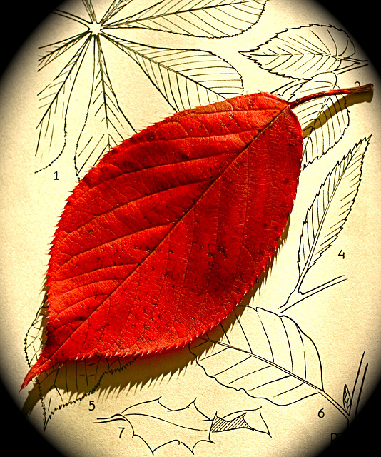 Leaf, Red