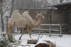Kamel im Schnee (Wilhelma)