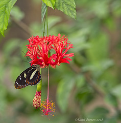 Tropical Butterfly on Japanese Lantern (Hibiscus Schizopetalus)