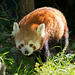 Red panda 2
