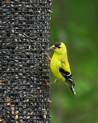 Goldfinch (Male)