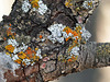Lichens on nature trail at KOAC