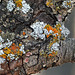 Lichens on nature trail at KOAC
