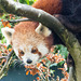 Red panda 3