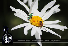Oedemera nobilis- Ouse Estuary Nature Reserve - Denton - Sussex - 15.6.2015