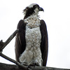 Osprey / Pandion haliaetus