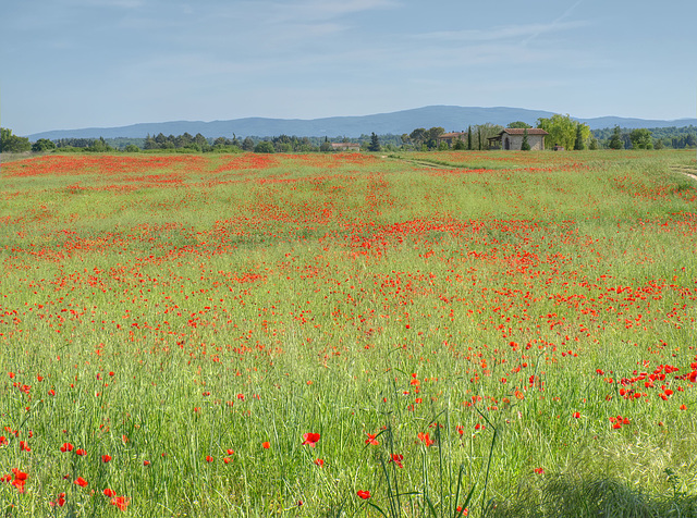 Memories of Tuscany: The Poppy fields of Tuscany