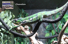 Hastings Aquarium  19 12 2022  Chameleon