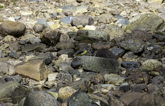 Grey Wagtail on the rocks