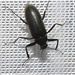 IMG 7543 Beetle