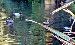 Ducks in Lake.