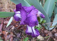 Iris 2 (Rhône, France)