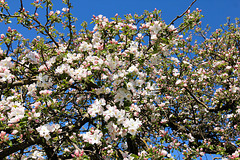 Alter Streuobst-Apfelbaum in voller Blüte
